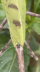 Pseudovates chlorophaea