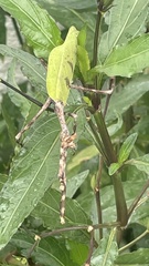 Pseudovates chlorophaea