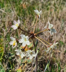 Pelargonium radulifolium