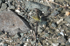 Diplacodes trivialis