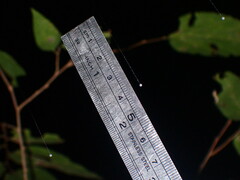 Mastophora phrynosoma