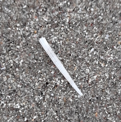 Scaphopoda