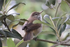 Acrocephalus gracilirostris