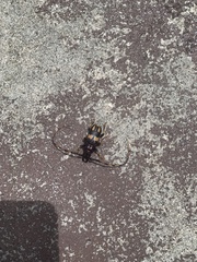 Dendrobias mandibularis