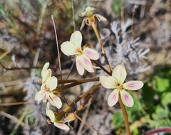 Pelargonium radulifolium