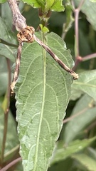 Pseudovates chlorophaea