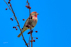 Haemorhous mexicanus