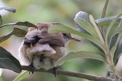 Acrocephalus gracilirostris