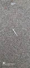 Scaphopoda