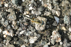 Diplacodes trivialis