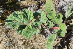 Pelargonium radulifolium