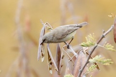 Eremomela icteropygialis