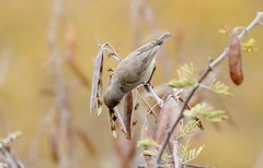 Eremomela icteropygialis