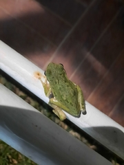 Hyla sarda