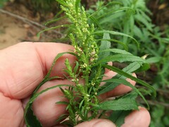 Dysphania ambrosioides