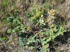 Pelargonium radulifolium