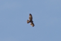 Buteo brachyurus