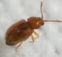 Atomaria