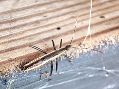 Micrelytra fossularum