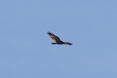 Buteo brachyurus
