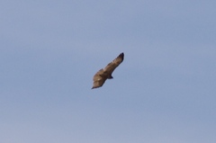 Buteo brachyurus