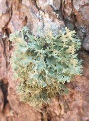 Ramalina europaea
