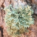 Ramalina europaea - Photo 由 Renāte Kaupuža 所上傳的 (c) Renāte Kaupuža，保留部份權利CC BY-NC