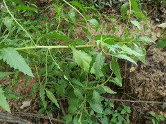 Dysphania ambrosioides