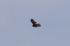 Buteo brachyurus