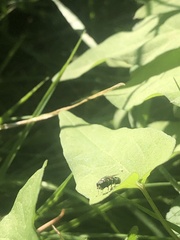 Diptera