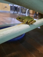 Hyla sarda