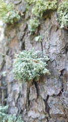 Ramalina europaea