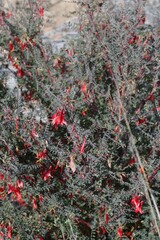 Lessertia frutescens