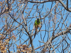 Aratinga nenday
