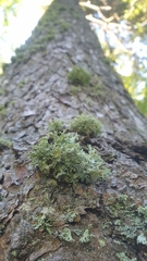 Ramalina europaea