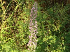 Liatris elegans elegans