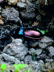 Carabus nemoralis