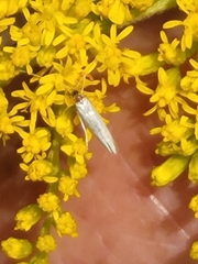 Homoeosoma electella