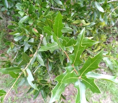 Zopheroteras