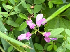 Lespedeza procumbens