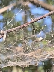 Frontinella pyramitela