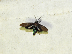 Aclytia terra