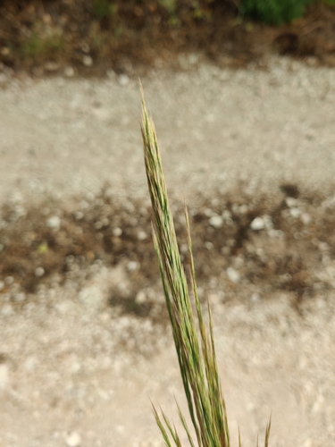 Image of Arundo plinii by (c) Riccardo Rocca, some rights reserved (CC BY)