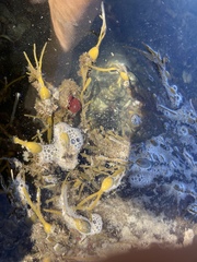 Ascophyllum nodosum