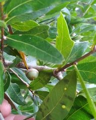 Zopheroteras