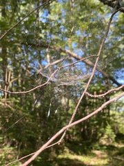 Frontinella pyramitela