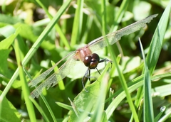 Sympetrum internum