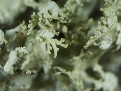Ramalina europaea