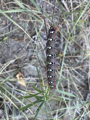 Hyles euphorbiae