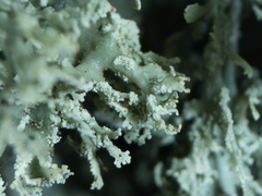 Ramalina europaea